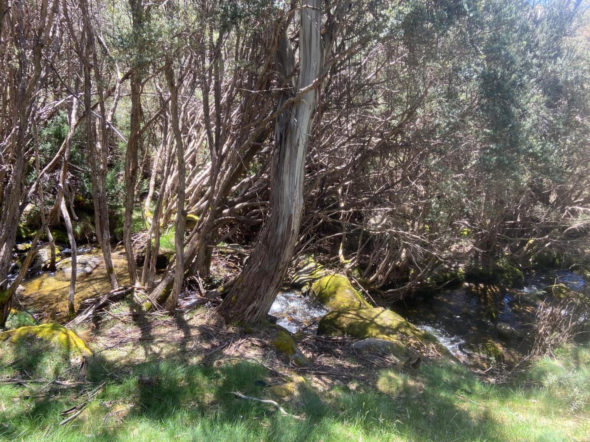 Ramshead Creek 3 - Thredbo Appartement Buitenkant foto